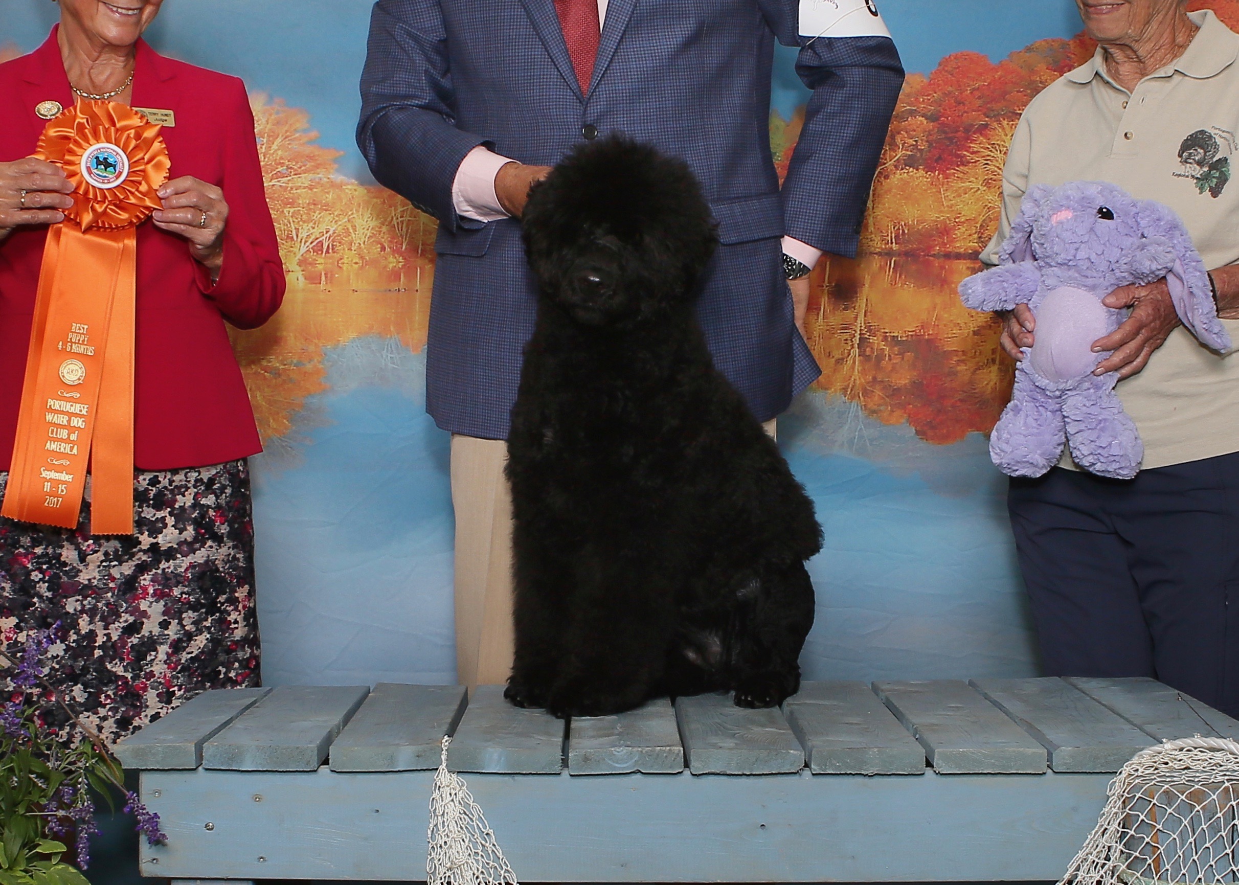  GCH CH Aviator’s Freebird @ Blackwater CD PCD BN RA NFP ACT2 ACT2J CGCA TKN ATT SCN RLI WWDX CWD MAC-1 